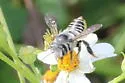 Megachile parallela - photo 4