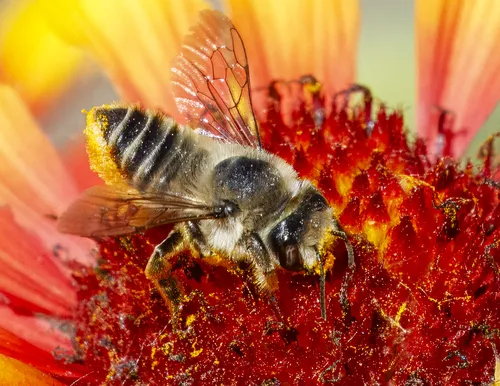 Western Leafcutter Bee