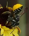 Megachile petulans
