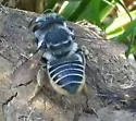 Megachile petulans - photo 2