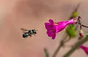 Megachile petulans - photo 3