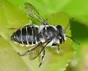 Megachile petulans - photo 4