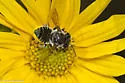 Megachile petulans - photo 5