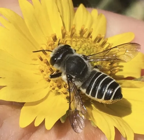 Megachile policaris - photo 2