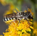 Megachile prosopidis - Megachile prosopidis