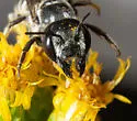 Megachile prosopidis - photo 2