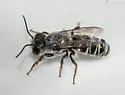 Megachile prosopidis - photo 3