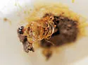 Megachile prosopidis - photo 4