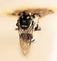 Megachile prosopidis - photo 5