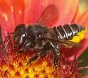 Megachile pruina - Megachile pruina