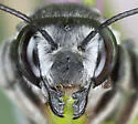 Megachile pruina - photo 3