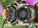 Megachile pruina - photo 4