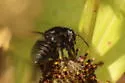 Megachile pruina - photo 5