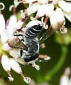 Megachile pseudobrevis - photo 2