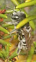 Megachile pseudobrevis - photo 3