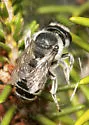 Megachile pseudobrevis - photo 4