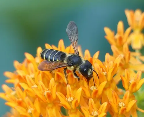 Pugnacious Leafcutter Bee - photo 2