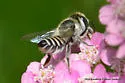 Megachile pusilla