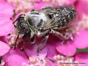 Megachile pusilla - photo 2