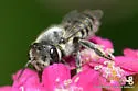 Megachile pusilla - photo 4