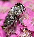 Megachile pusilla - photo 5