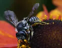 Megachile relativa - photo 2