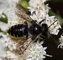 Megachile relativa - photo 3