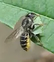 Megachile relativa - photo 4