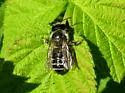 Megachile relativa - photo 5