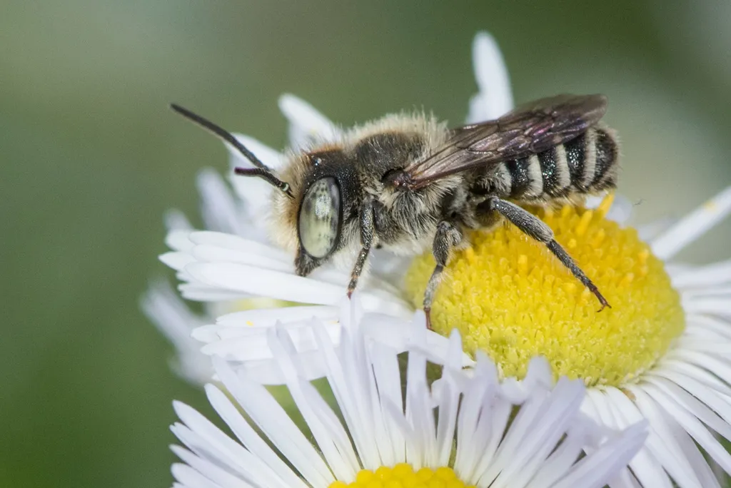 Alfalfa Leaf-cutter Bee - photo 2