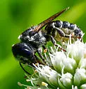 Megachile rugifrons - photo 2