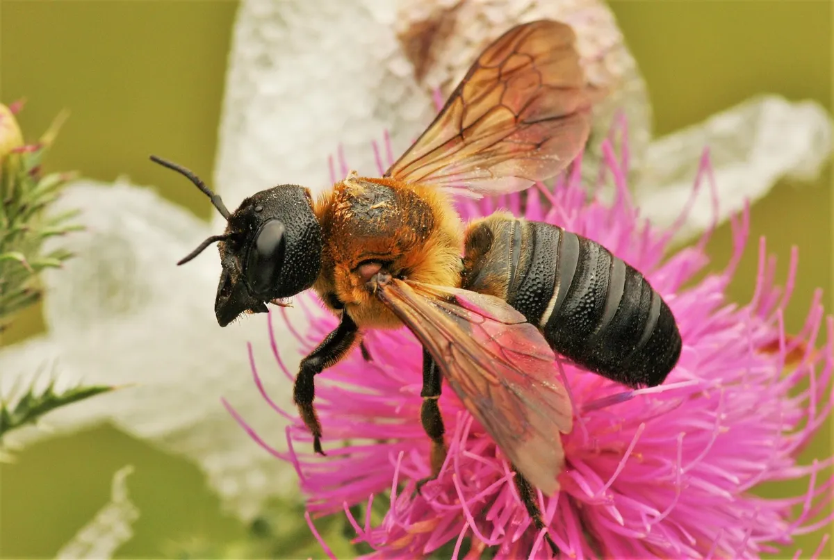 Sculptured Resin Bee - photo 2
