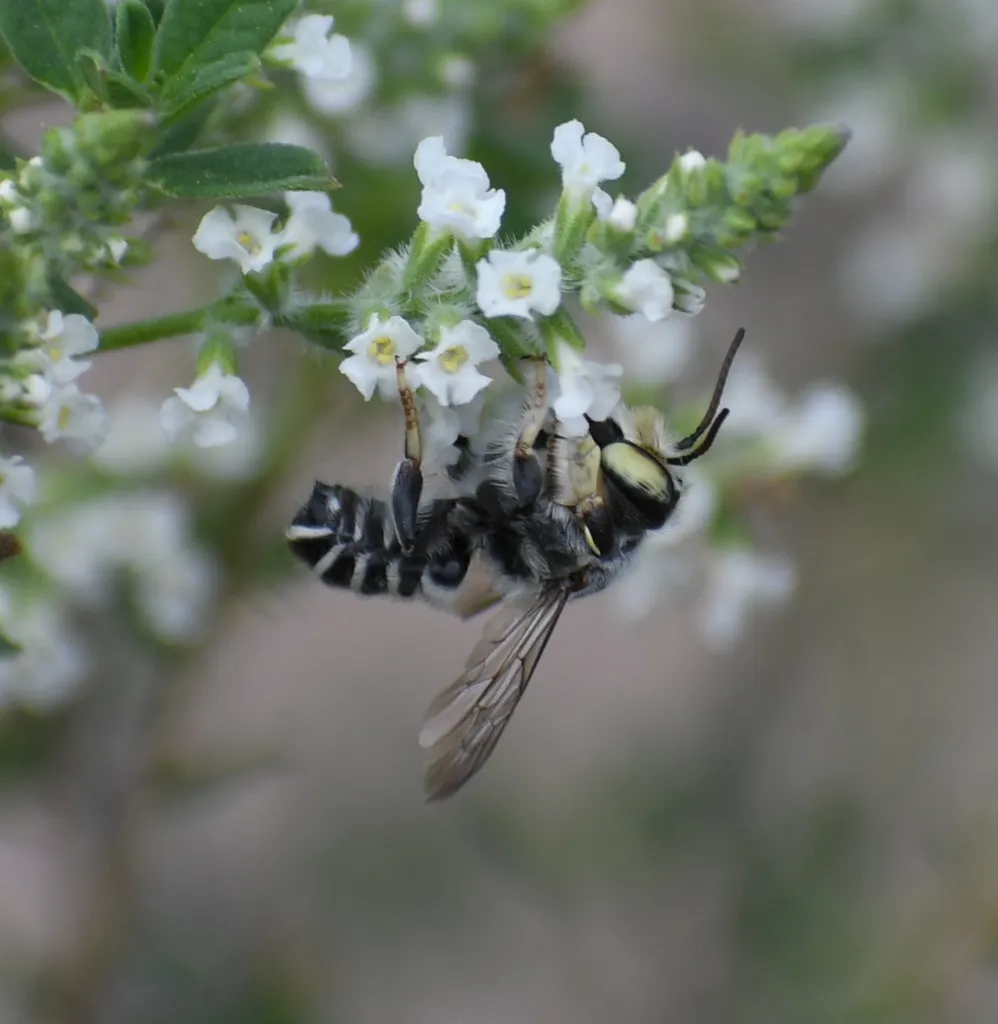 Megachile sidalceae - photo 2