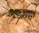 Megachile subexilis - Megachile subexilis
