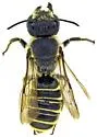 Megachile subexilis - photo 2
