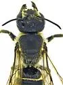 Megachile subexilis - photo 3