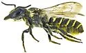 Megachile subexilis - photo 4