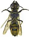 Megachile subexilis - photo 5