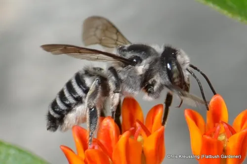Texas Leaf-cutter Bee - photo 2
