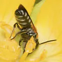 Megachile umbripennis - photo 2