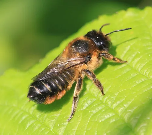 Megachile versicolor - Megachile versicolor