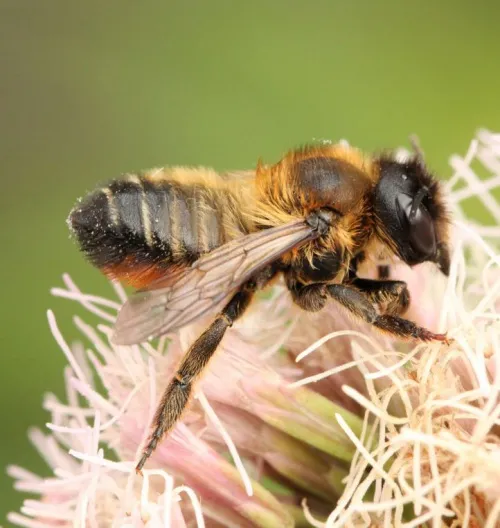 Megachile versicolor - photo 2