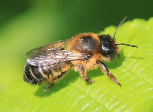 Megachile versicolor - photo 3