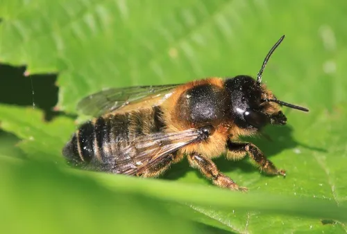 Megachile versicolor - photo 4