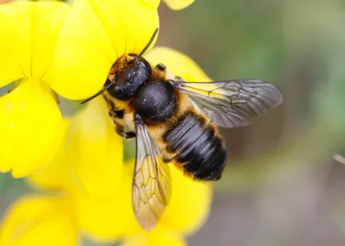 Megachile versicolor - photo 5
