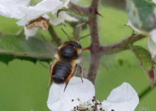 Megachile versicolor - photo 6