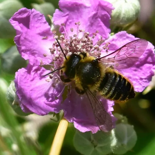 Megachile versicolor - photo 8