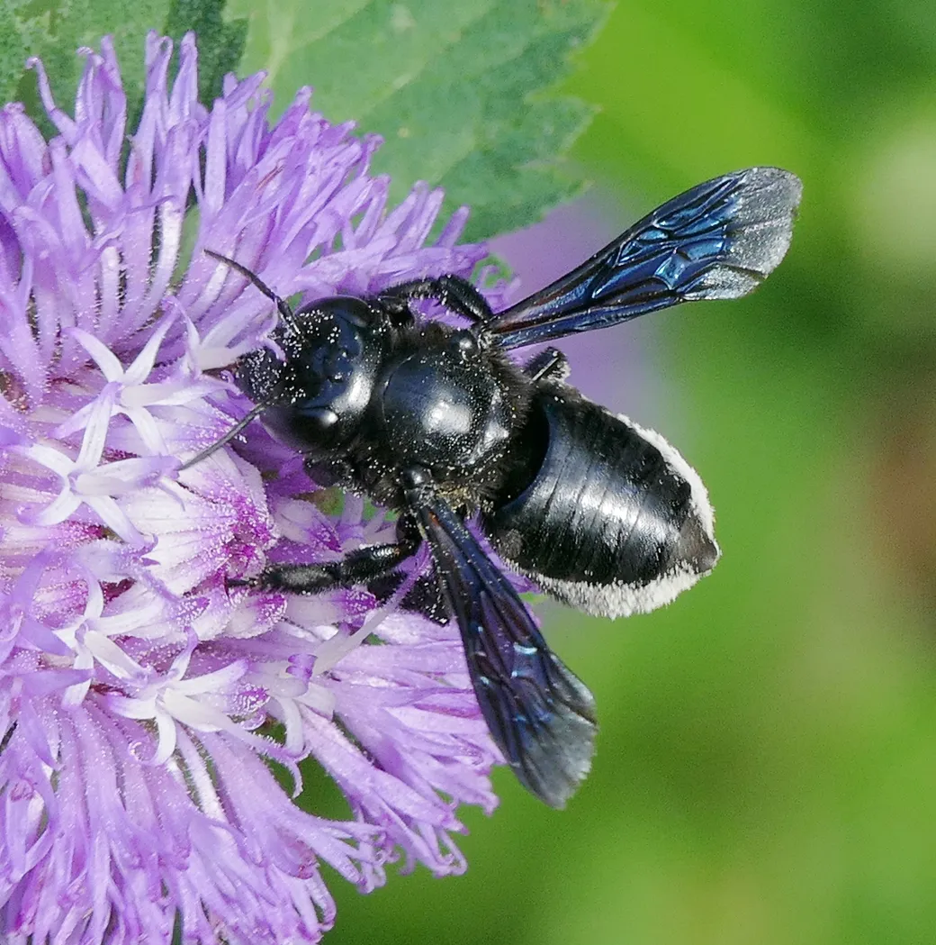 Carpenter-mimic Leafcutter Bee - photo 2