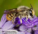 Megachile zapoteca