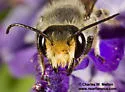 Megachile zapoteca - photo 2